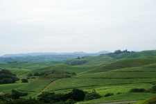 Hills covered with sugar cane kzn