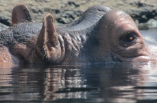 Hipopótamo de primer plano