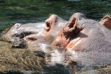 Hipopótamo de la natación