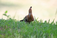 Hoopoe on the lawn