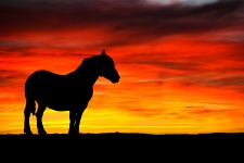 Pferd und Sonnenuntergang Silhouette