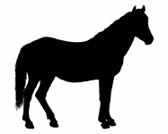 Silhouet van het paard