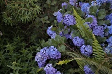 Hydrangea And Ferns