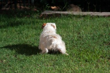 Jack Russell Crawling On Lawn
