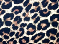 Contexte de la peau de léopard