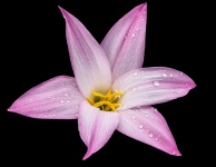 Lilien-Blume mit Regentropfen