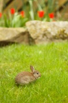 Mały królik na trawie