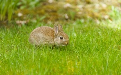 Klein konijntje op gras