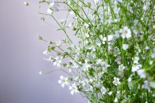 Little white flowers 2