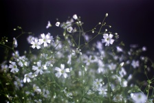 Little white flowers 8