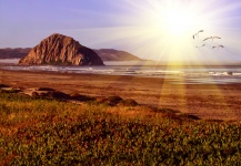 Morro Sunset Rock com gaivotas