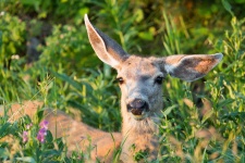 Mule Deer Portrait