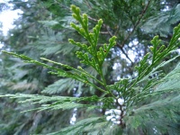 Naalden van een Cedar Tree