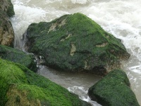 Rocks océan avec algues vertes