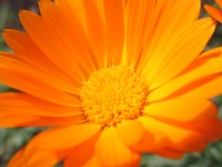 Orange blomma