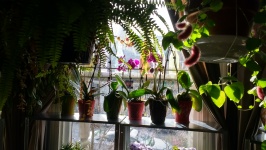 Orchids in the window
