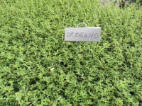 Oregano-Pflanze
