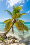Дерево пальмы и море
