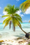 Palmeira e o mar