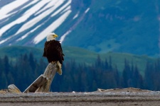 Perched Bald Eagle