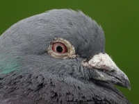 Pigeon Close Up