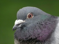 Pigeon Up Close