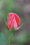 Розовые розы Bud