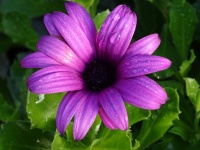 Purple Flower With Raindrops