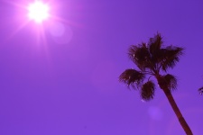 紫棕榈