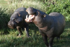 Hipopótamo do pigmeu Pair