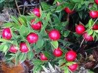 Red Berries Bush