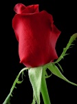 Romantische rote Rose