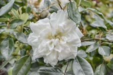 Weiße Rose verblasst