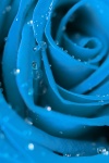 Rose niebiesko