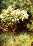 Arbusto de rosas