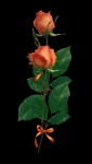 Rose, Oranje, zwarte achtergrond