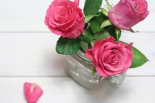 Rosa em um vaso em um branco