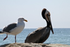 Gaivota e pelicano