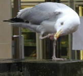 Seagull Preening Itself On One Leg