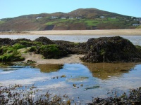 ビーチの海藻