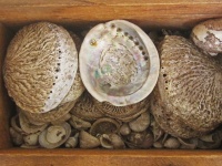Shells in a box