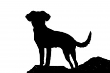 Silhouette of Dog