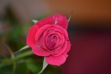 Egységes Red Rose fénykép