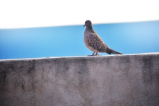 Spotted dove 11