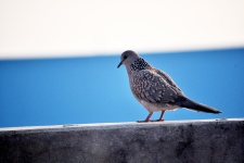 Spotted dove 9