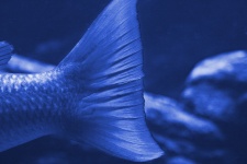 Tail of fish in aquarium water