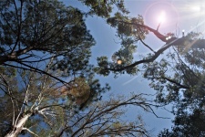 Spitzen von Bäumen mit Lens Flare