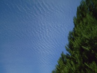 Los árboles y las nubes cirus