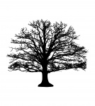 Baum-Silhouette