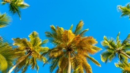 Tropische Palmen